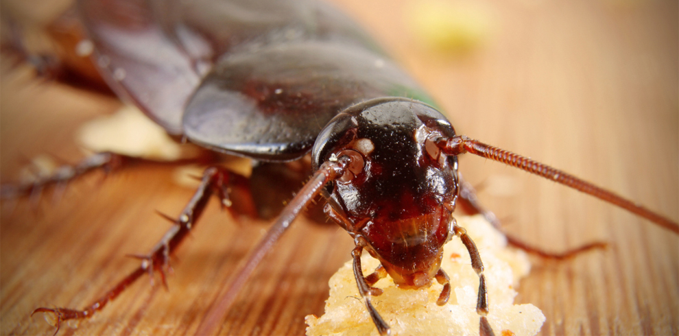 disinfestazione-blatte-deblattizzazione_Romadisinfestazioni.com